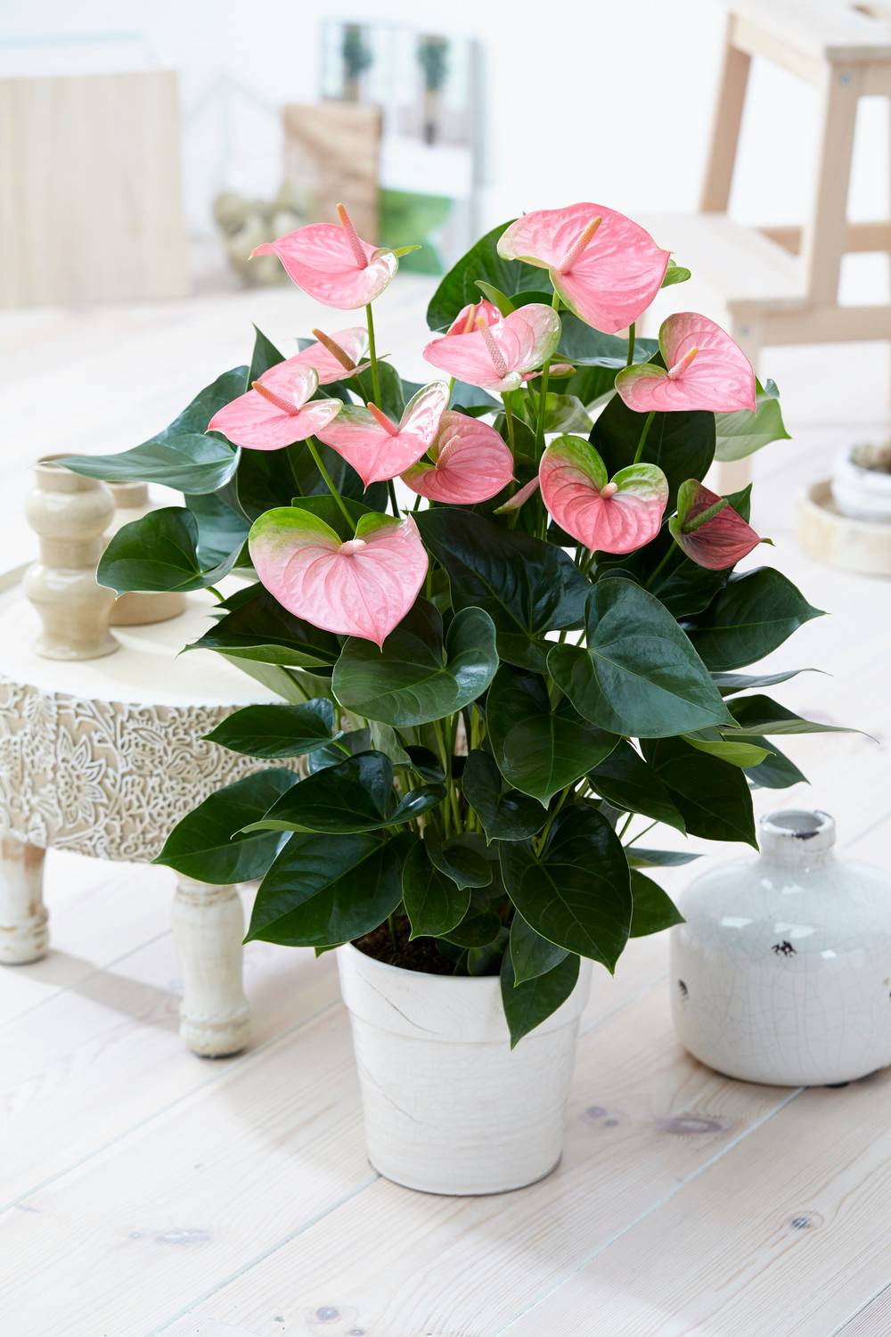 Gardenersdream - 1 Anthurium Fleur Flamant Rose Plante En Pot Céramique Pour La Maison / Le Bureau - GardenersDream - Image 1