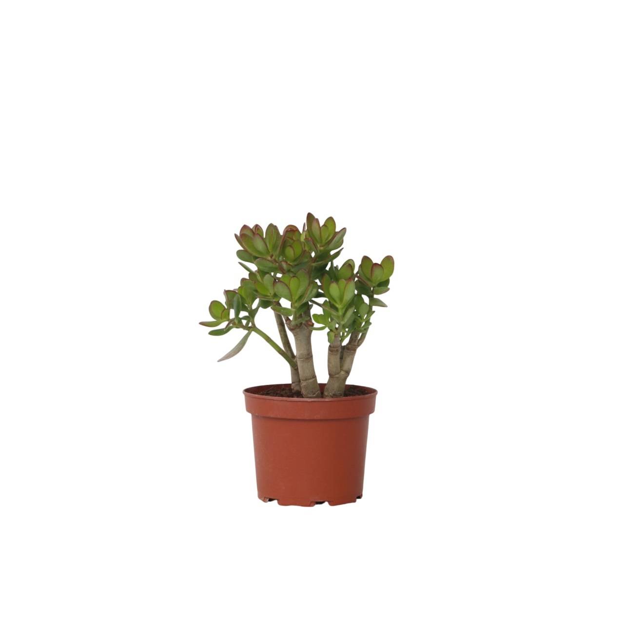 Plant In A Box - Arbre de jade - Crassula ovata 'Minor' - Hauteur 30-35cm - ⌀17cm - Image 1