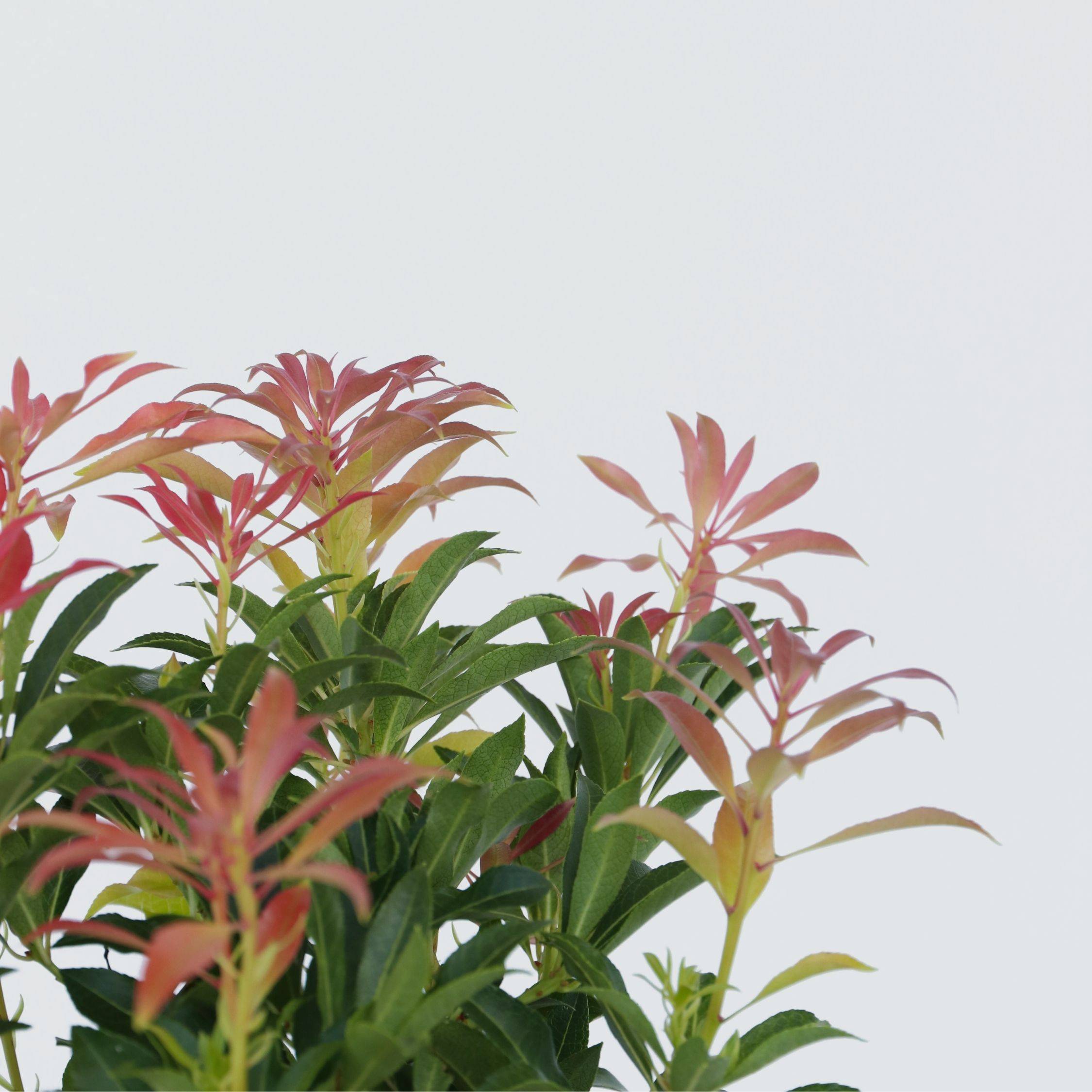 Andromède du Japon - Set de 4 - Pieris 'Forest Flame' - Hauteur 25-40cm - ⌀17cm - Image 4