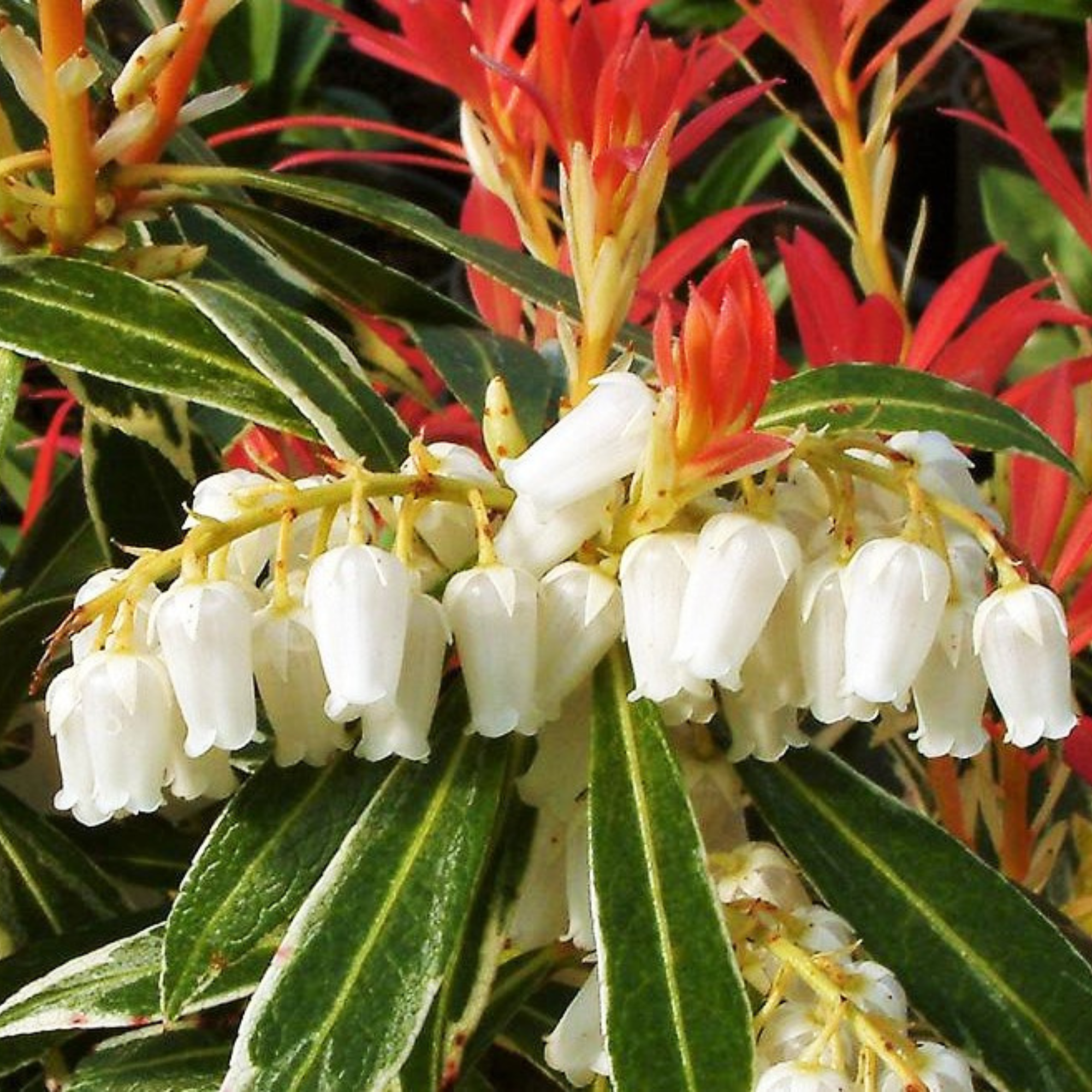 Andromède du Japon - Set de 4 - Pieris 'Forest Flame' - Hauteur 25-40cm - ⌀17cm - Image 5