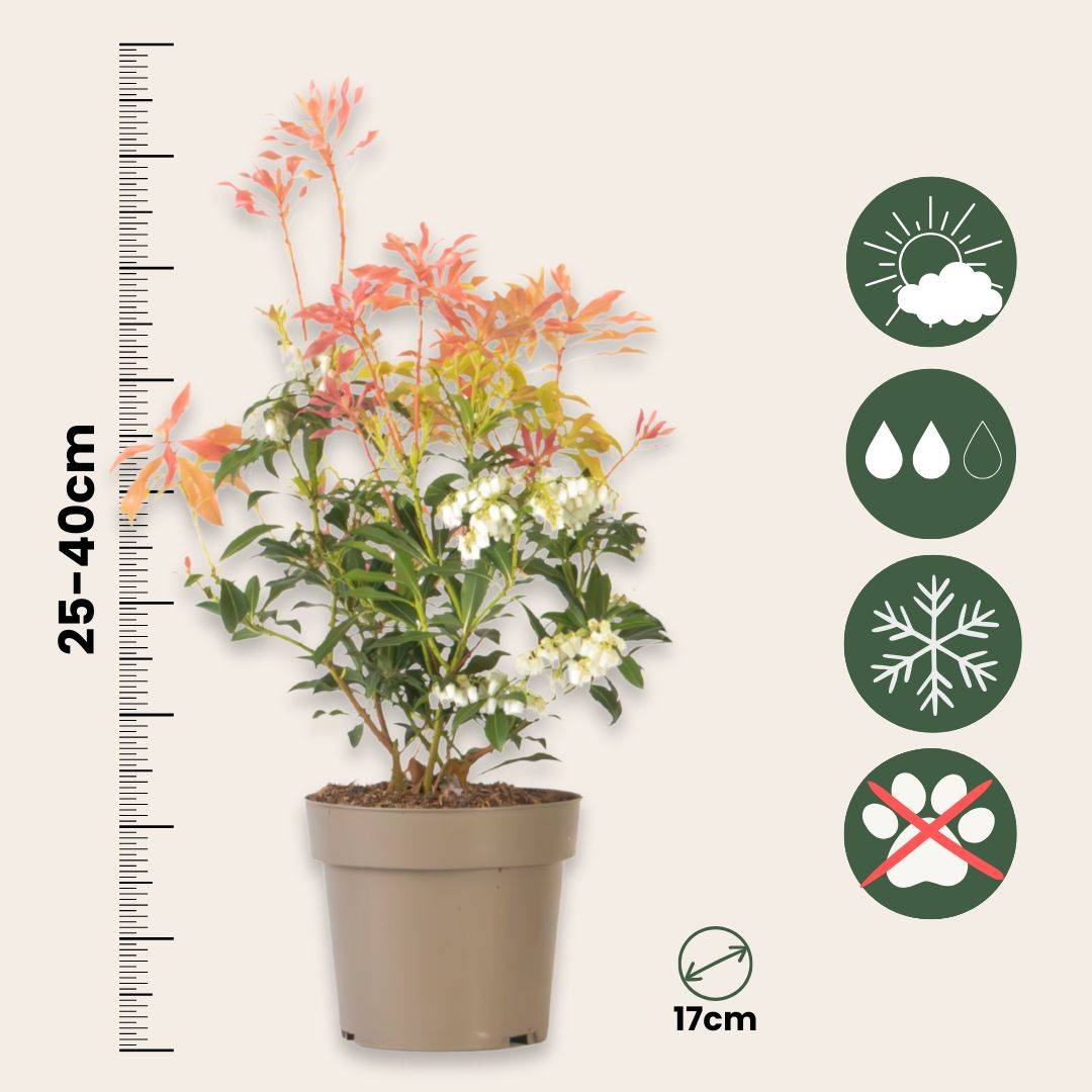 Andromède du Japon - Set de 4 - Pieris 'Forest Flame' - Hauteur 25-40cm - ⌀17cm - Image 6