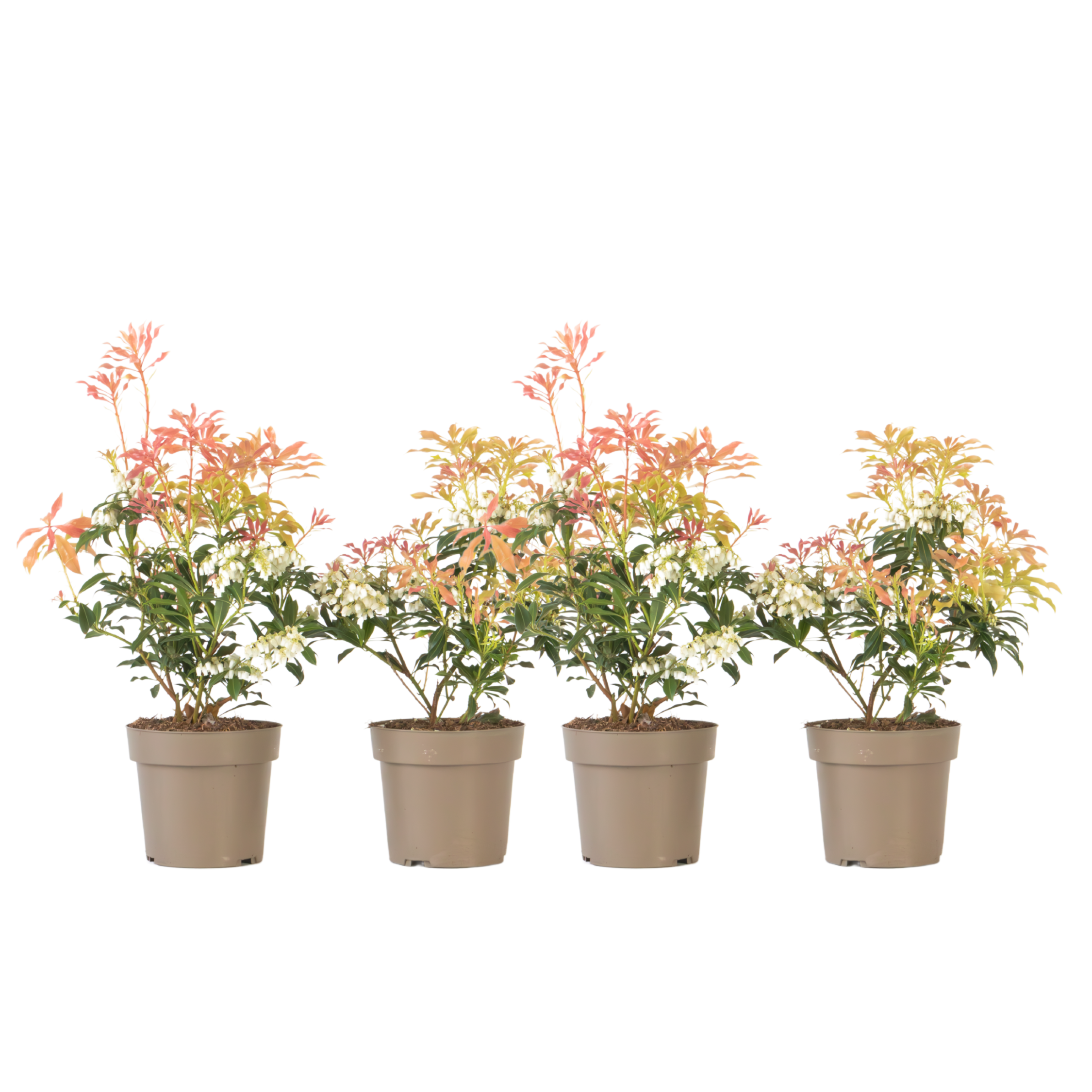 Andromède du Japon - Set de 4 - Pieris 'Forest Flame' - Hauteur 25-40cm - ⌀17cm - Image 1