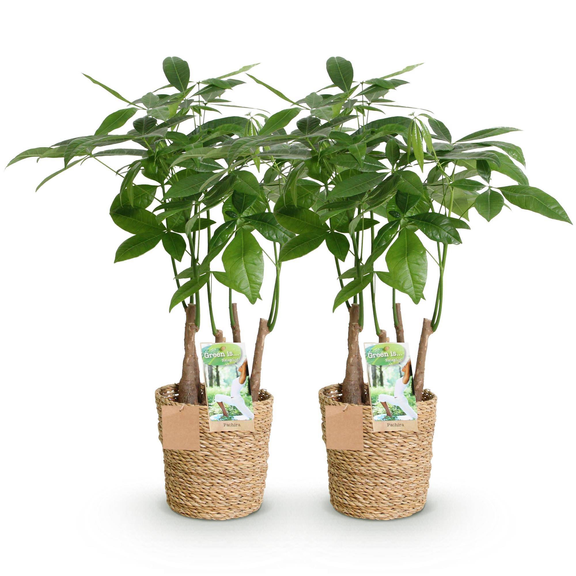 Pachira Aquatica plusieurs pieds - Arbre à argent - Pot de 17cm - Hauteur 50-55cm - 2 plantes - Panier - Plantes d'intérieur - Image 2