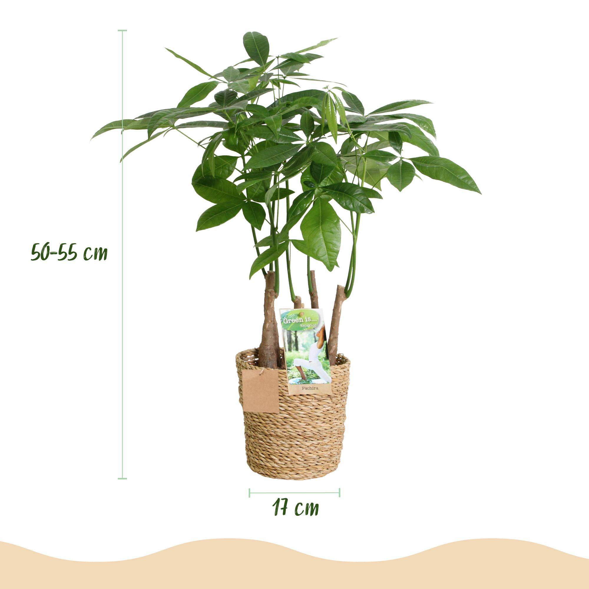 Pachira Aquatica plusieurs pieds - Arbre à argent - Pot de 17cm - Hauteur 50-55cm - 2 plantes - Panier - Plantes d'intérieur - Image 3