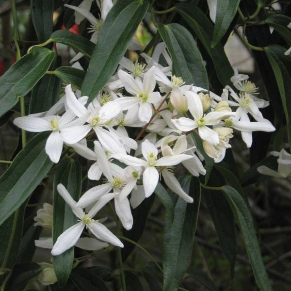 Promesse de Fleurs - Clématite - Clematis armandii Godet de 8/9 cm