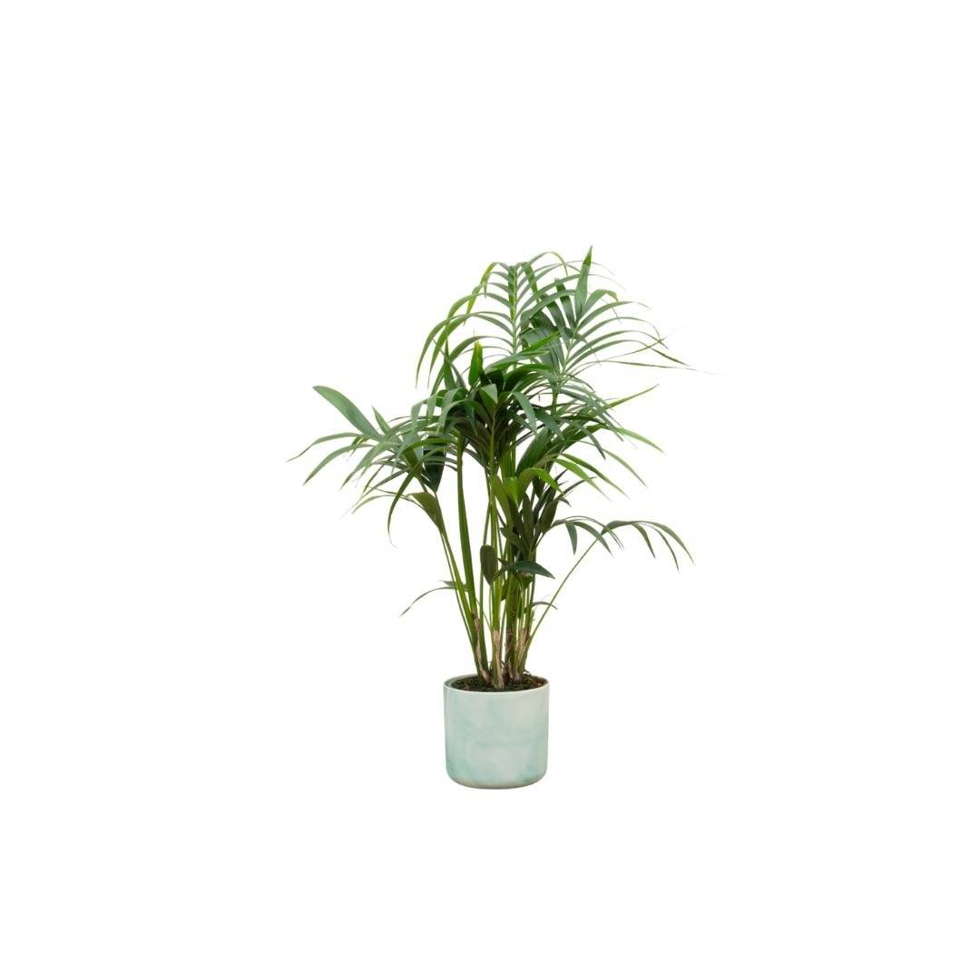 Palmier Kentia 130cm et son pot- La Green Touch Vert Océan - Hauteur 130cm