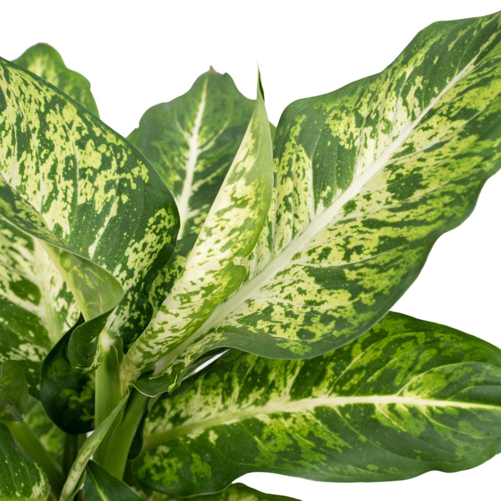 Dieffenbachia Mars - D17 H50cm - Image 3