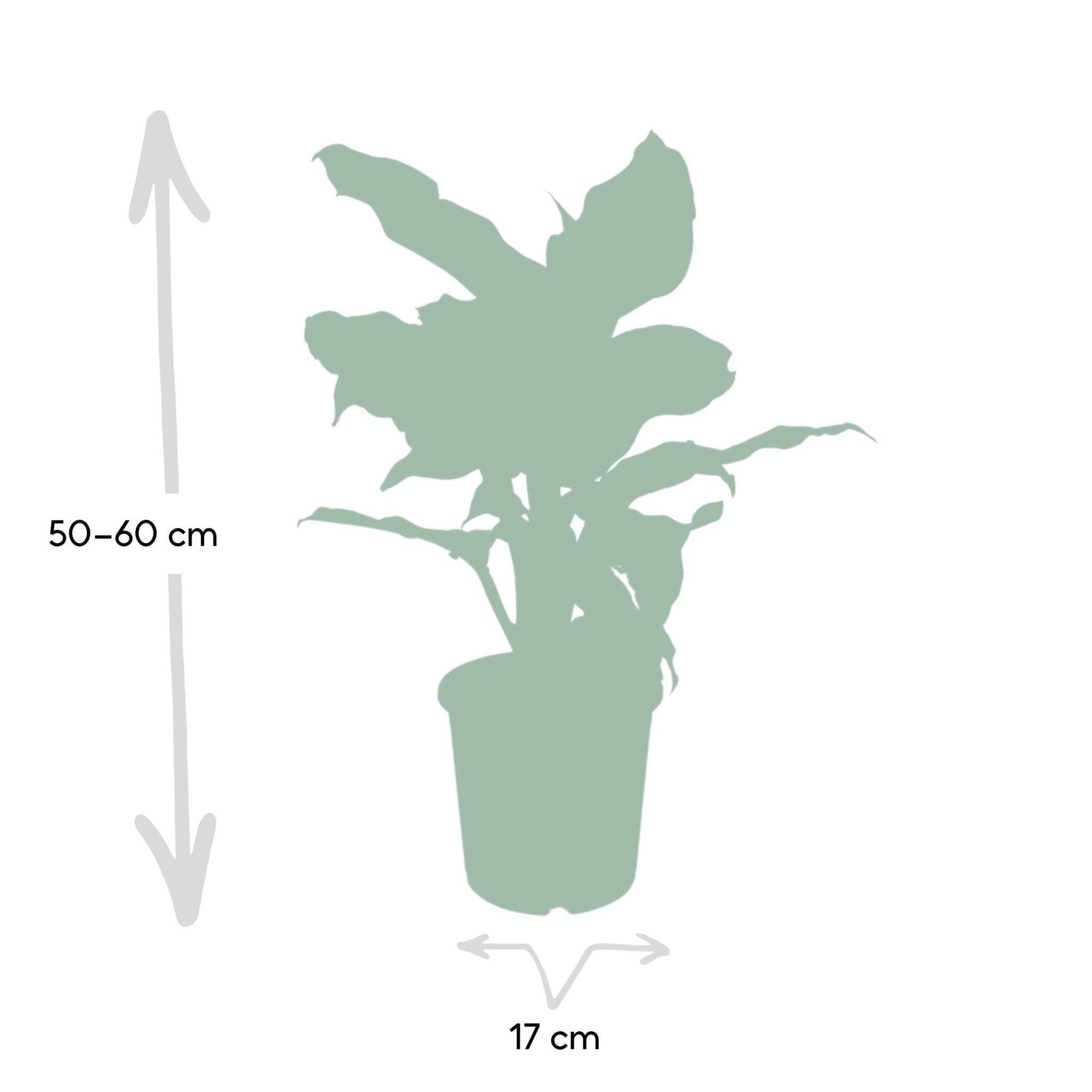 Dieffenbachia Mars - D17 H50cm - Image 2