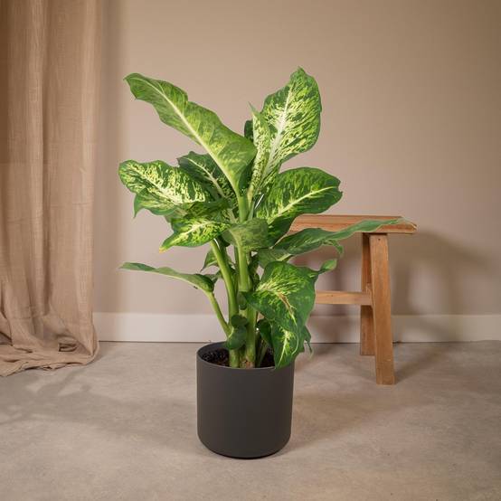 Dieffenbachia Mars - D17 H50cm - Image 4