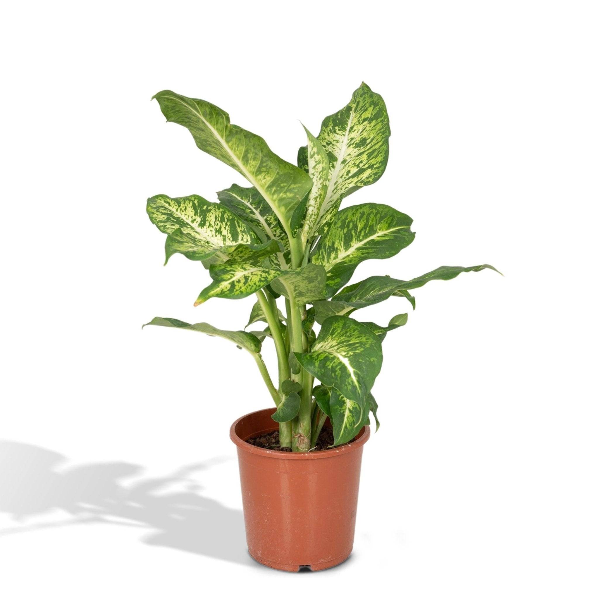 Dieffenbachia Mars - D17 H50cm - Image 1