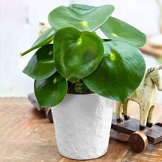 Gardenersdream - Peperomia Polybotrya Raindrop | Peperomia En Pot Compact Plante Verte - GardenersDream - Image 1