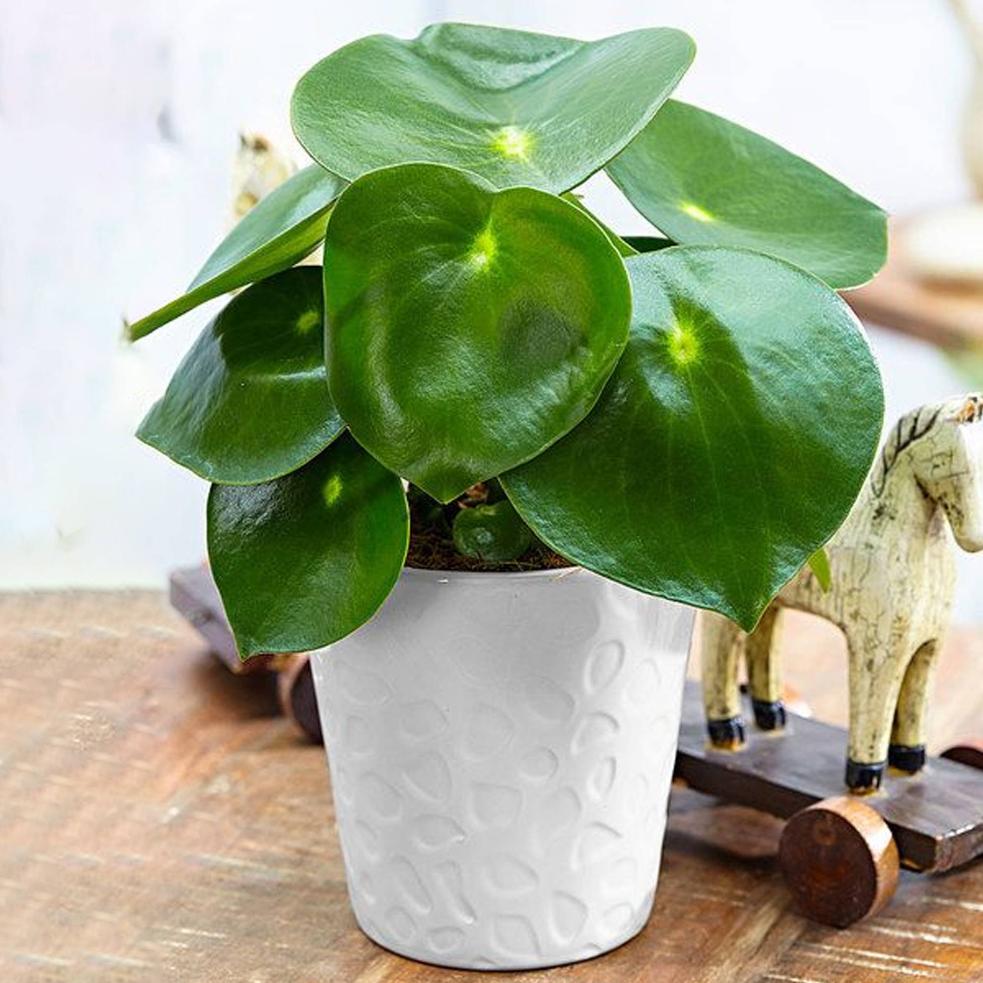 Gardenersdream - Peperomia Polybotrya Raindrop | Peperomia En Pot Compact Plante Verte - GardenersDream - Image 1