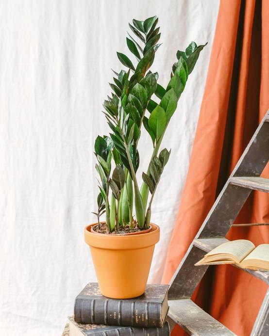 Zamioculcas Zamiifolia 70cm - Plante d'intérieur- La Green Touch - Image 2