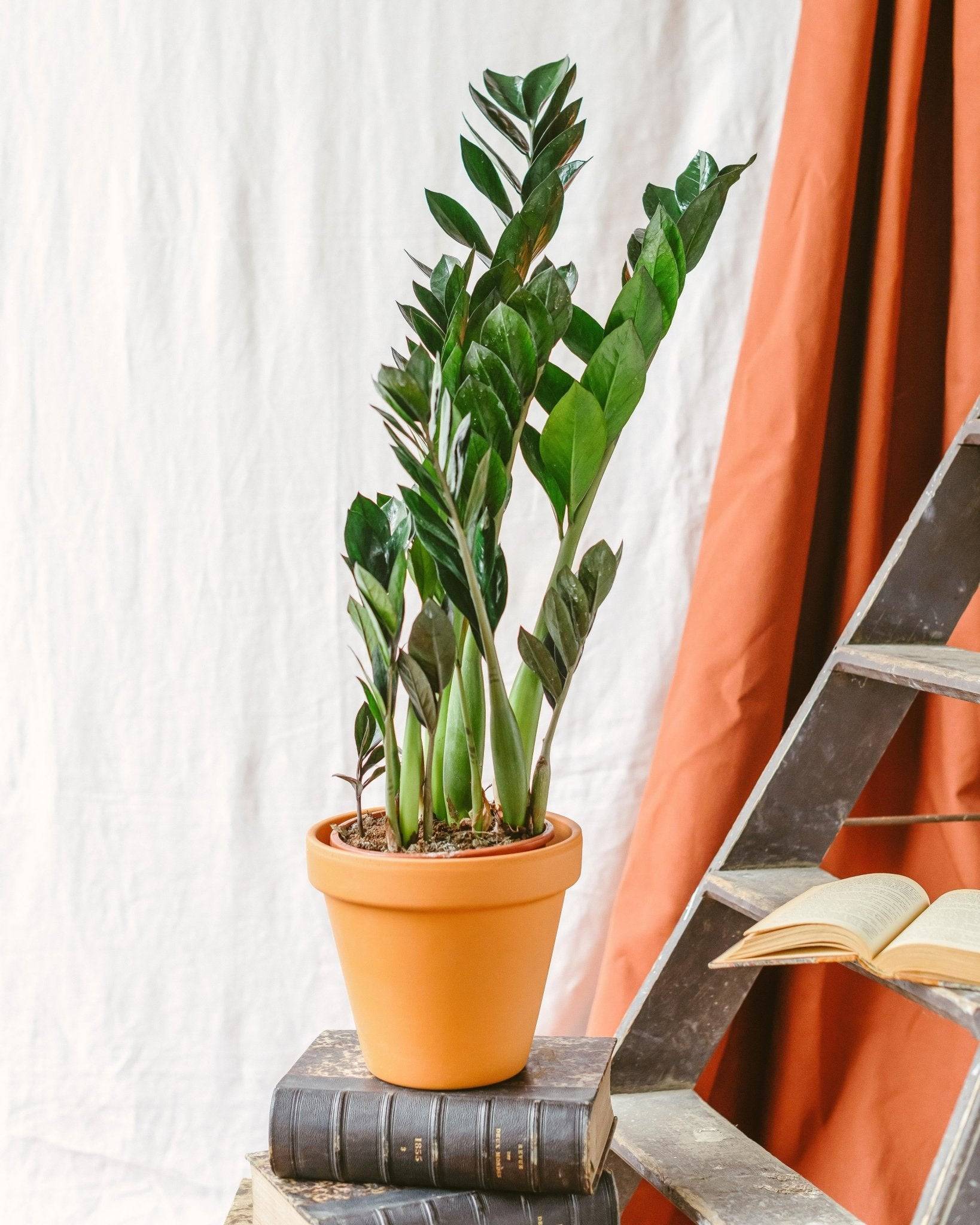 Zamioculcas Zamiifolia 70cm - Plante d'intérieur- La Green Touch - Image 2