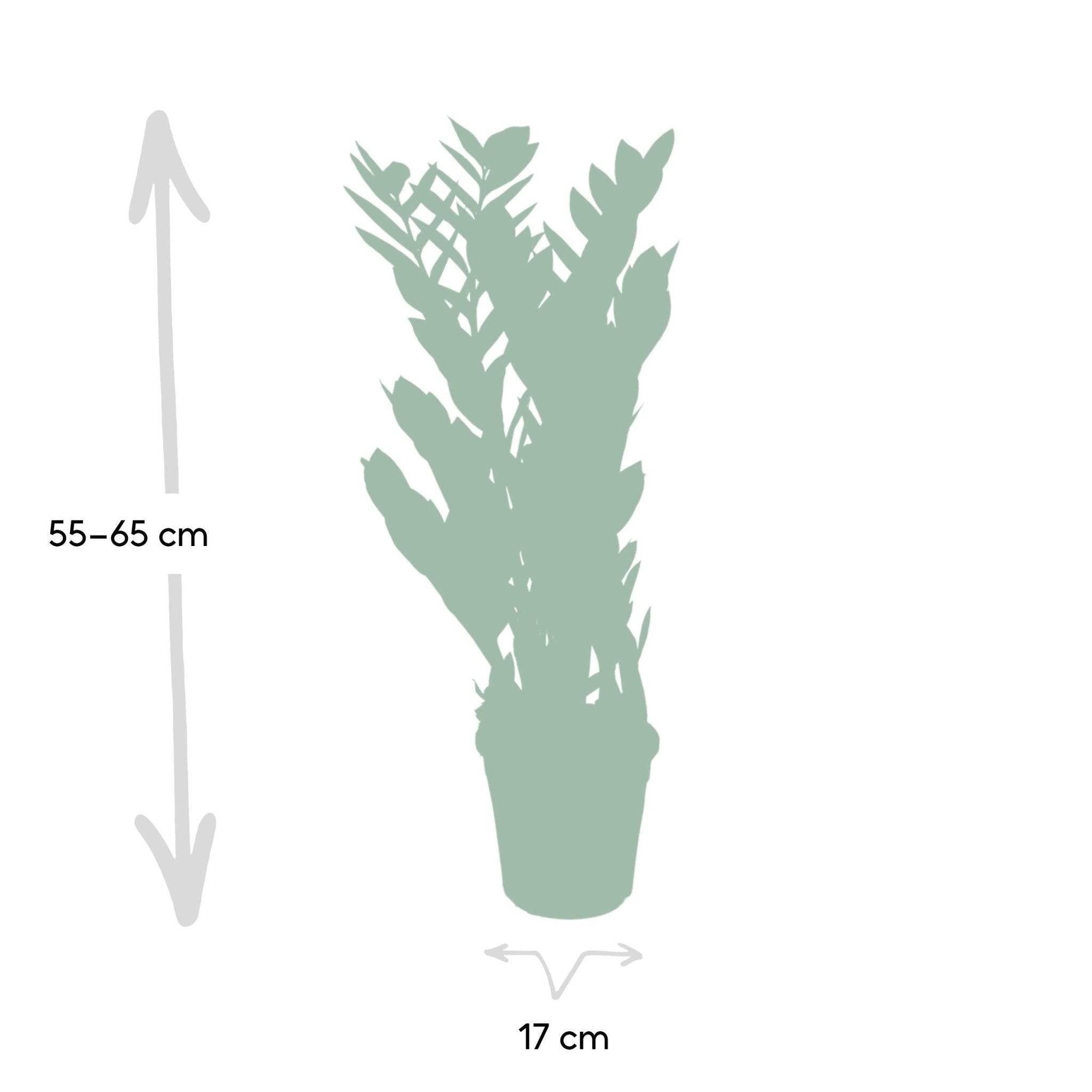 Zamioculcas Zamiifolia 70cm - Plante d'intérieur- La Green Touch - Image 6