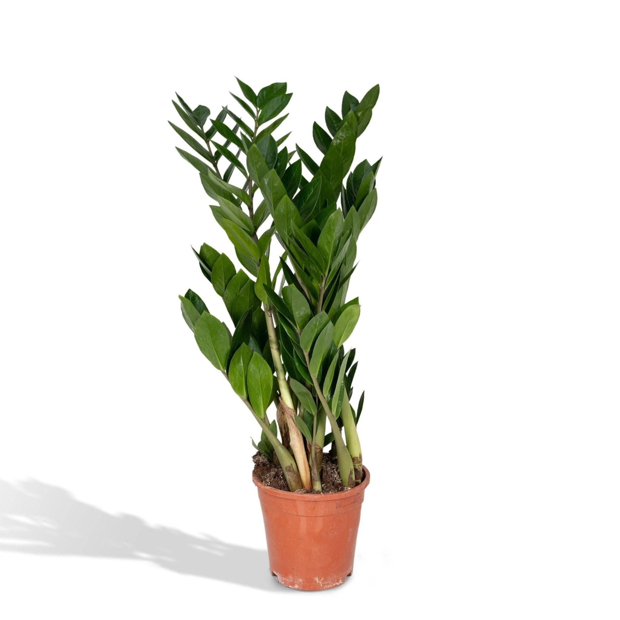 Zamioculcas Zamiifolia 70cm - Plante d'intérieur- La Green Touch - Image 3