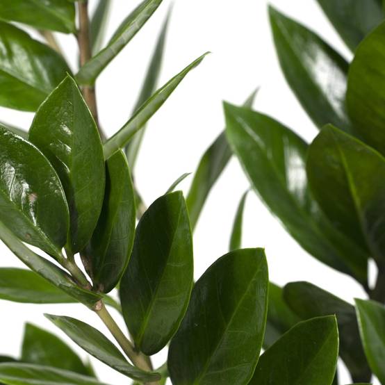 Zamioculcas Zamiifolia 70cm - Plante d'intérieur- La Green Touch - Image 5