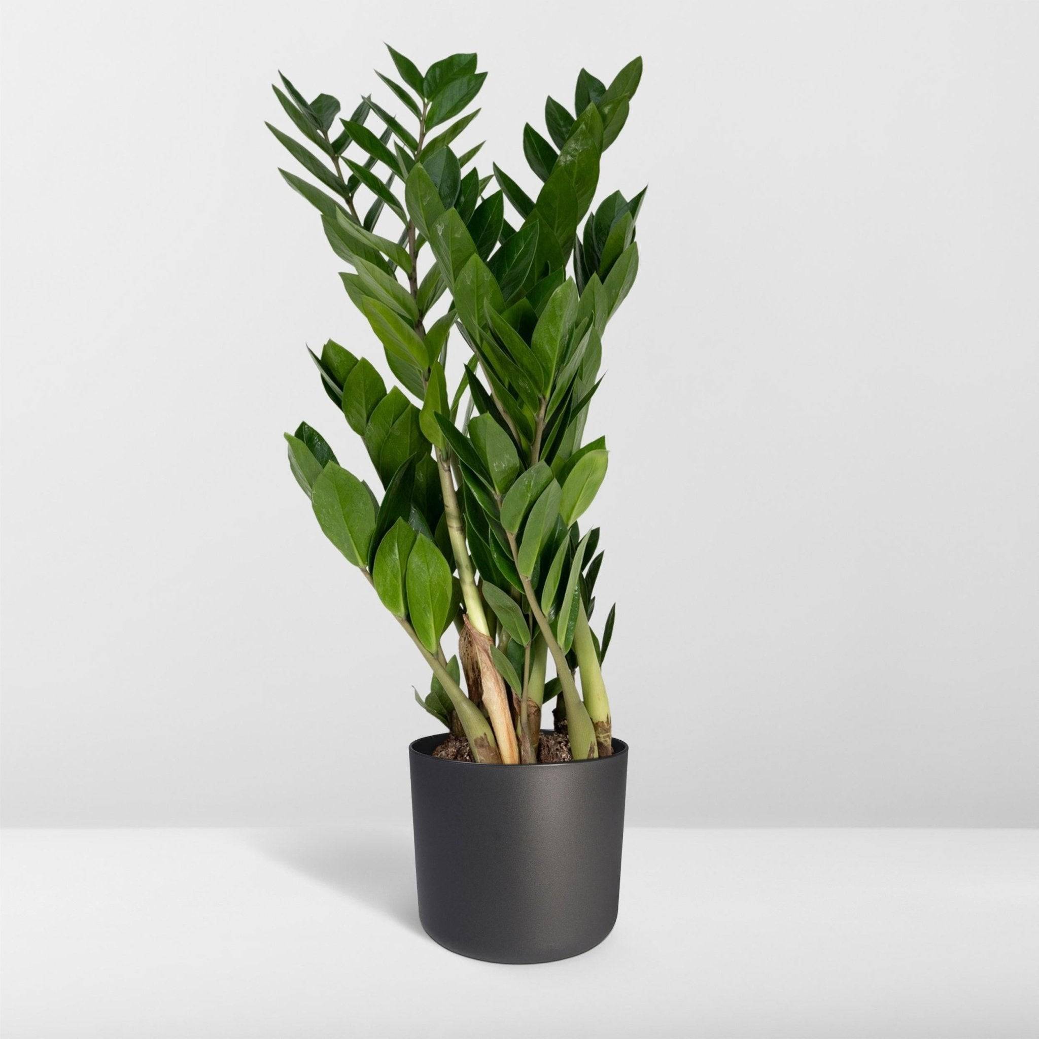 Zamioculcas Zamiifolia 70cm - Plante d'intérieur- La Green Touch - Image 9