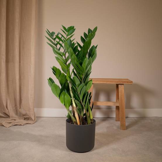 Zamioculcas Zamiifolia 70cm - Plante d'intérieur- La Green Touch - Image 4