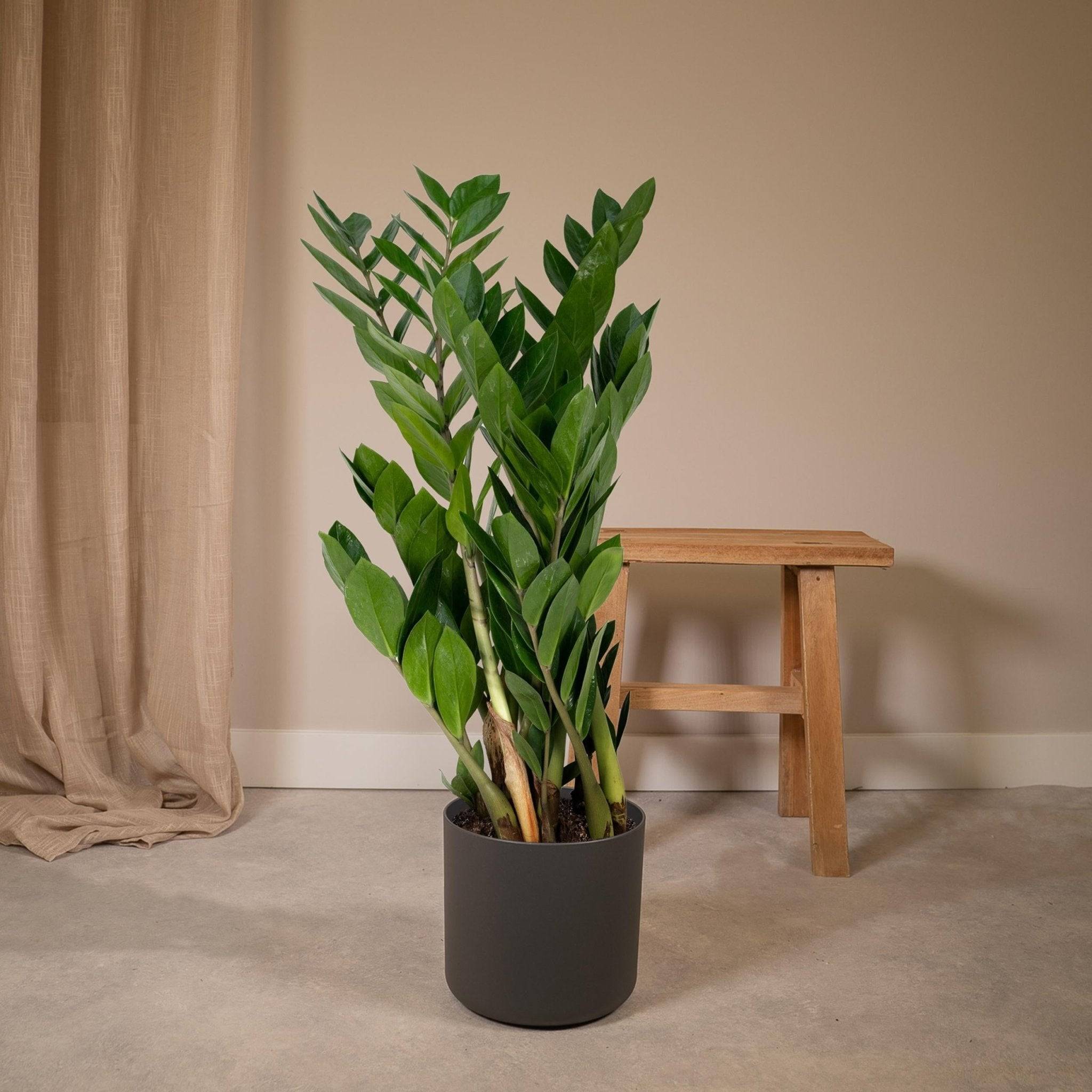 Zamioculcas Zamiifolia 70cm - Plante d'intérieur- La Green Touch - Image 4