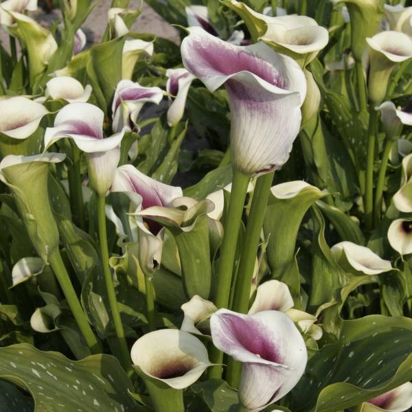 Arum ou Calla bicolore - Zantedeschia Picasso Bulbe calibre 14+ (par 3 ...