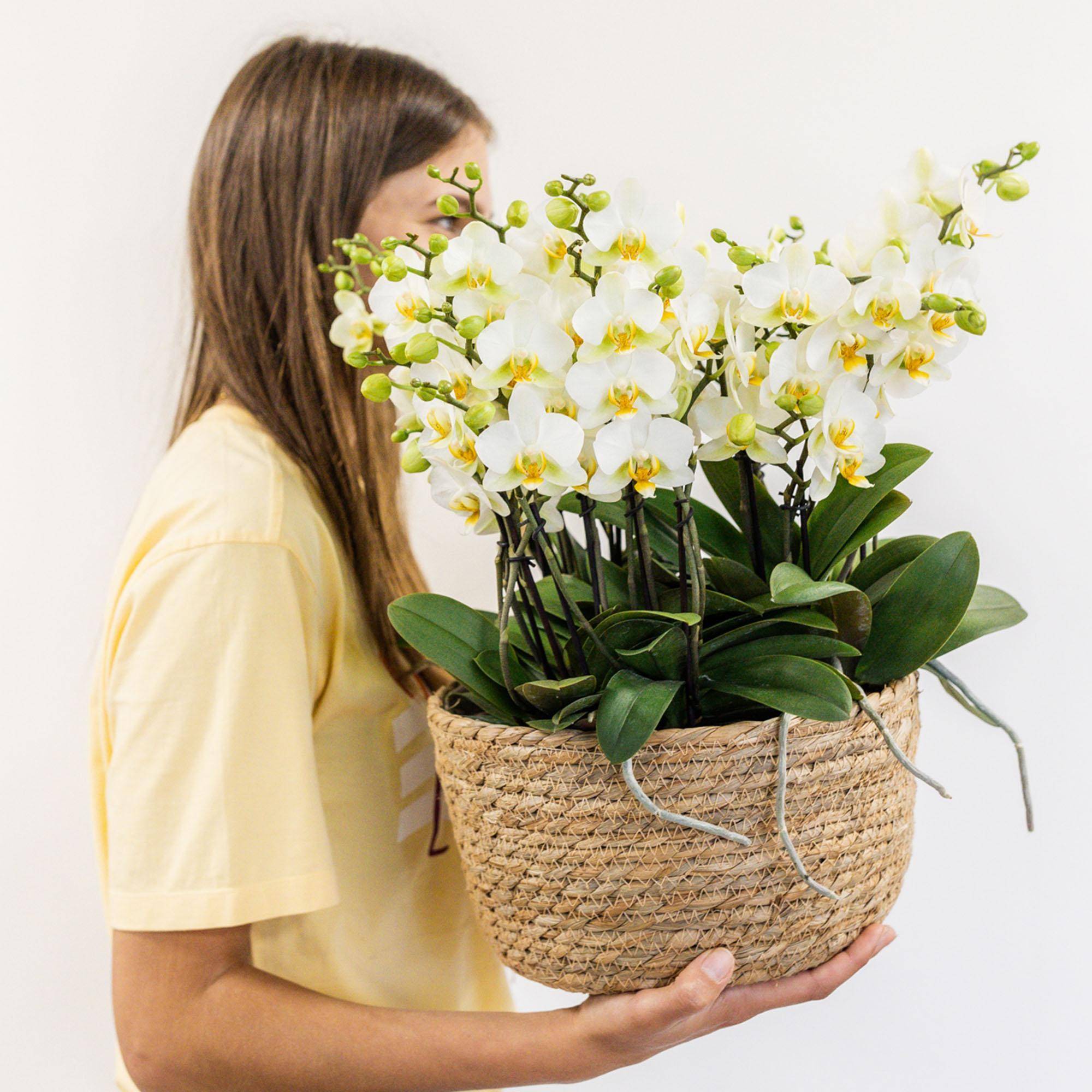 La Green Touch - Set de 3 orchidées blanches et 3 Rhipsalis dans un panier en roseau avec réservoir d'eau- La Green Touch - Image 1