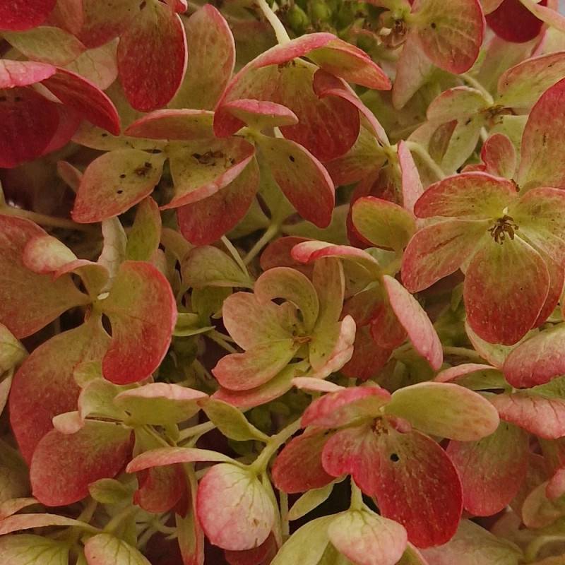 Hortensia paniculata Diamant Rouge® 'Rendia', Hydrangea paniculata à fleurs Rouge - feuillage Caduc - Pot de 10L - 80/120 cm-  hauteur à maturité De 1 - Image 6