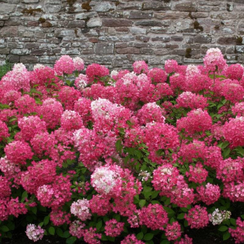 Hortensia paniculata Diamant Rouge® 'Rendia', Hydrangea paniculata à fleurs Rouge - feuillage Caduc - Pot de 10L - 80/120 cm-  hauteur à maturité De 1 - Image 5