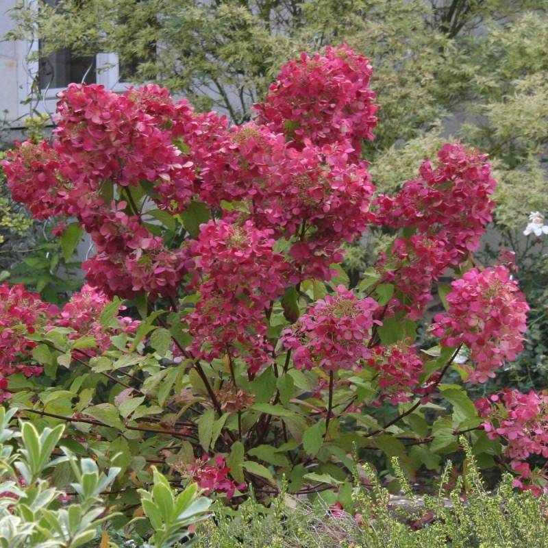 Hortensia paniculata Diamant Rouge® 'Rendia', Hydrangea paniculata à fleurs Rouge - feuillage Caduc - Pot de 10L - 80/120 cm-  hauteur à maturité De 1 - Image 2