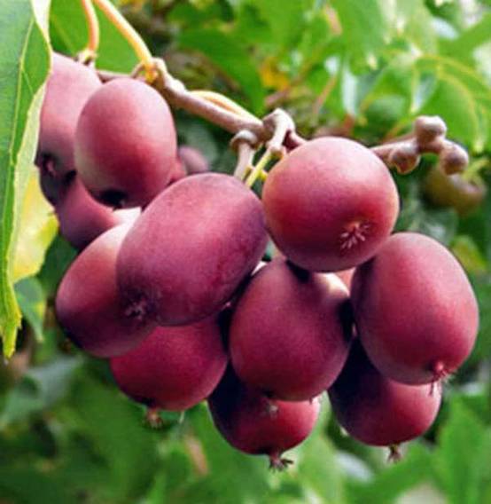 Sans Marque - Actinidia arguta Ken's Red ( kiwai, nergi, kiwi de Sibérie, kiwi nain) Pot de 2 litres - 40/60 cm - Image 3