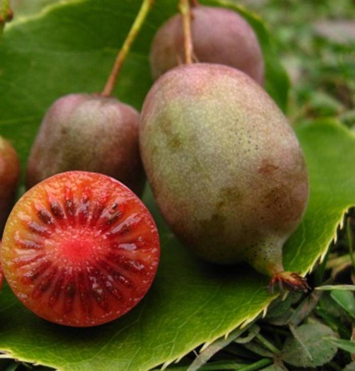 Sans Marque - Actinidia arguta Ken's Red ( kiwai, nergi, kiwi de Sibérie, kiwi nain) Pot de 2 litres - 40/60 cm - Image 2