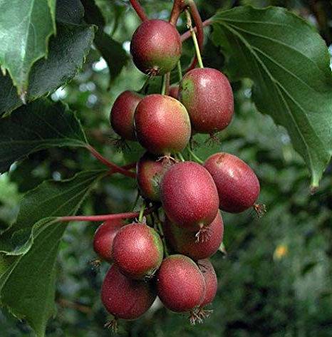 Sans Marque - Actinidia arguta Ken's Red ( kiwai, nergi, kiwi de Sibérie, kiwi nain) Pot de 2 litres - 40/60 cm