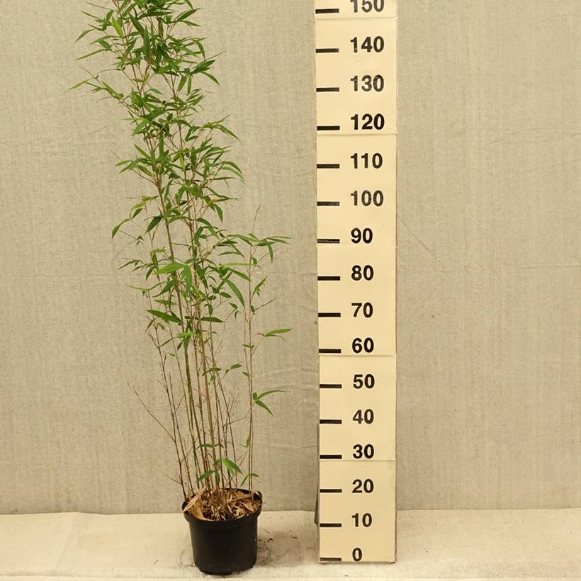 Semiarundinaria makinoi - Bambou moyen Pot de 4L/5L - Image 2