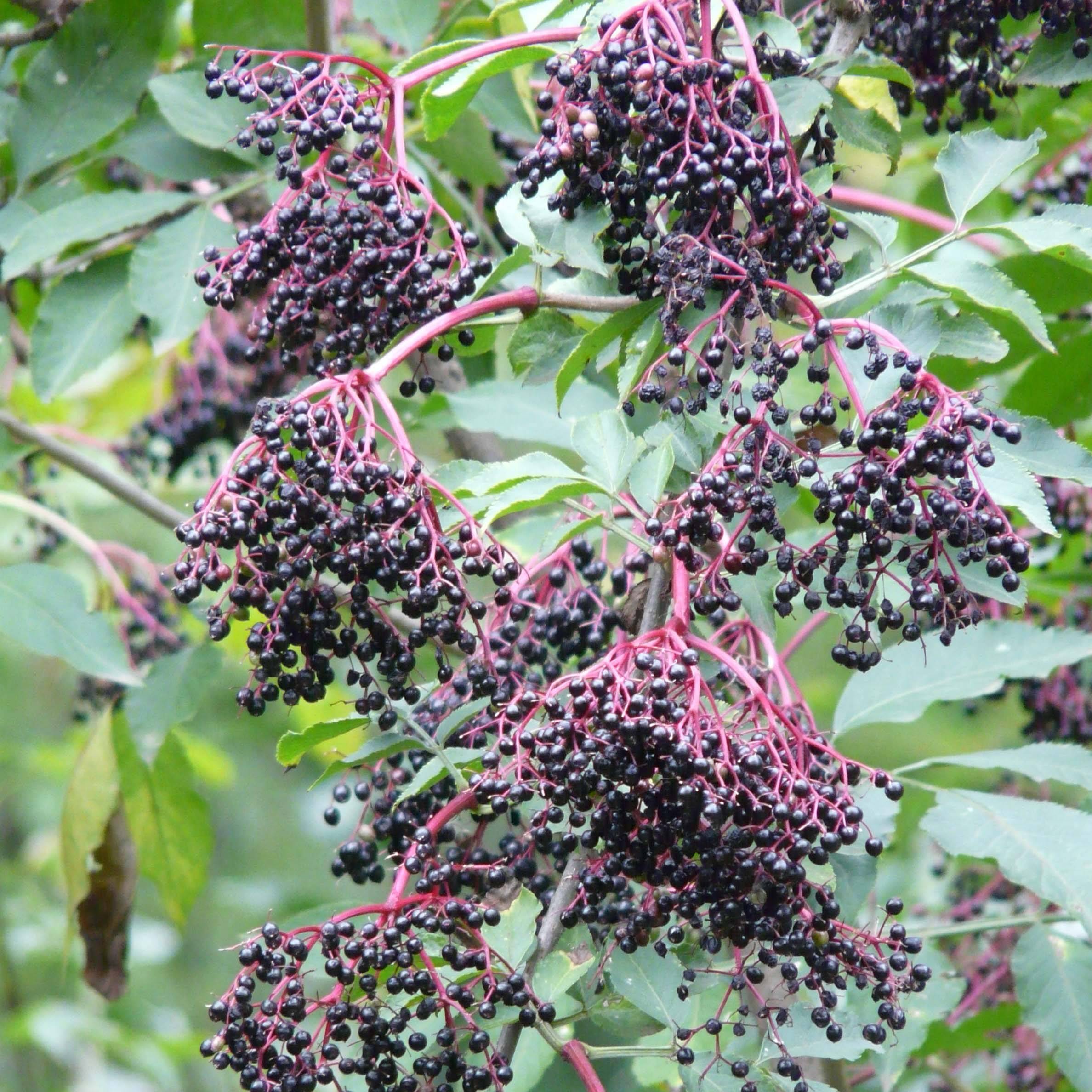 Sureau noir - Sambucus nigra Haschberg Pot de 1,5L/2L, Buisson