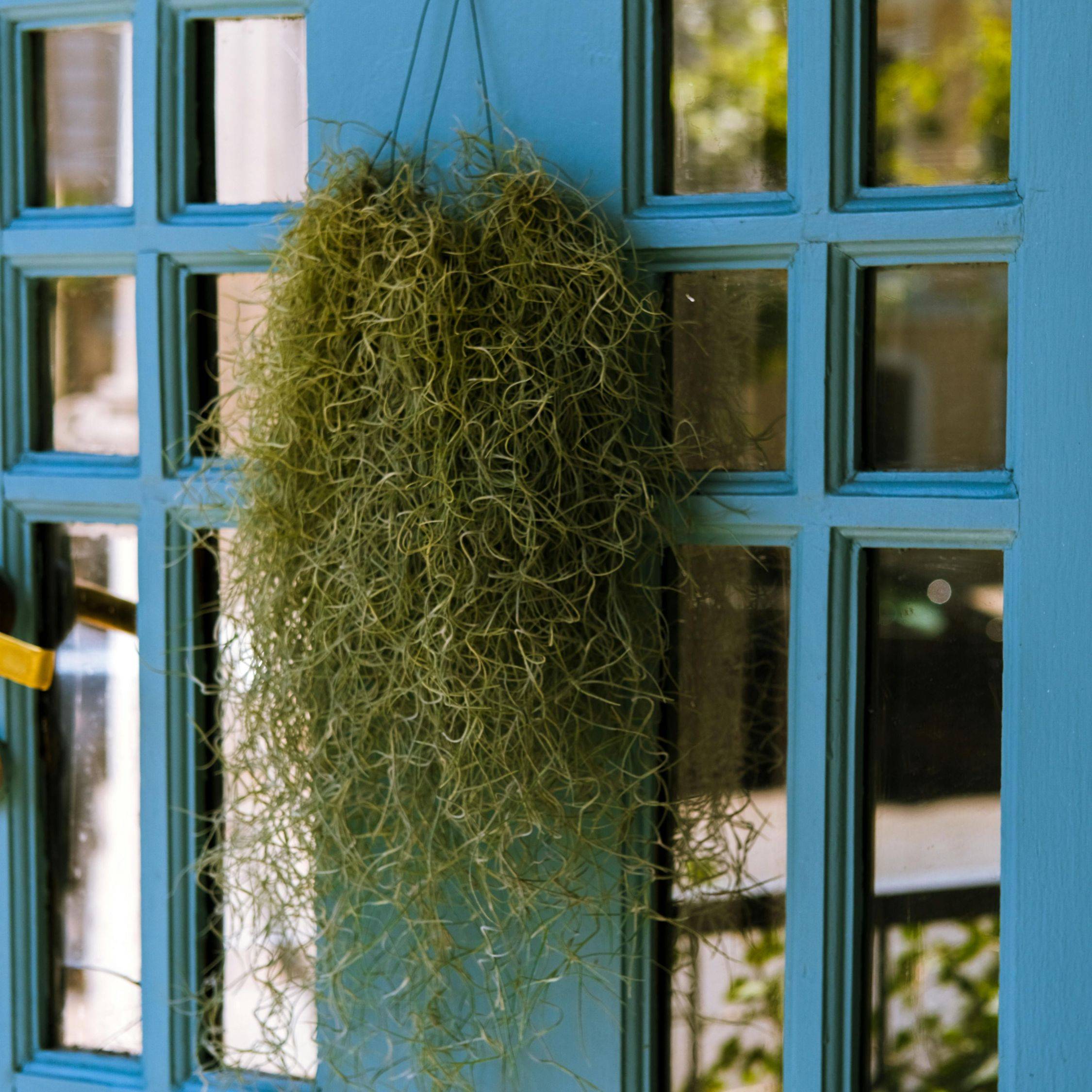 Plant In A Box - Mousse espagnole - Set de 3 - Tillandsia usneoides - Hauteur 25-40cm - ⌀5cm - Image 2