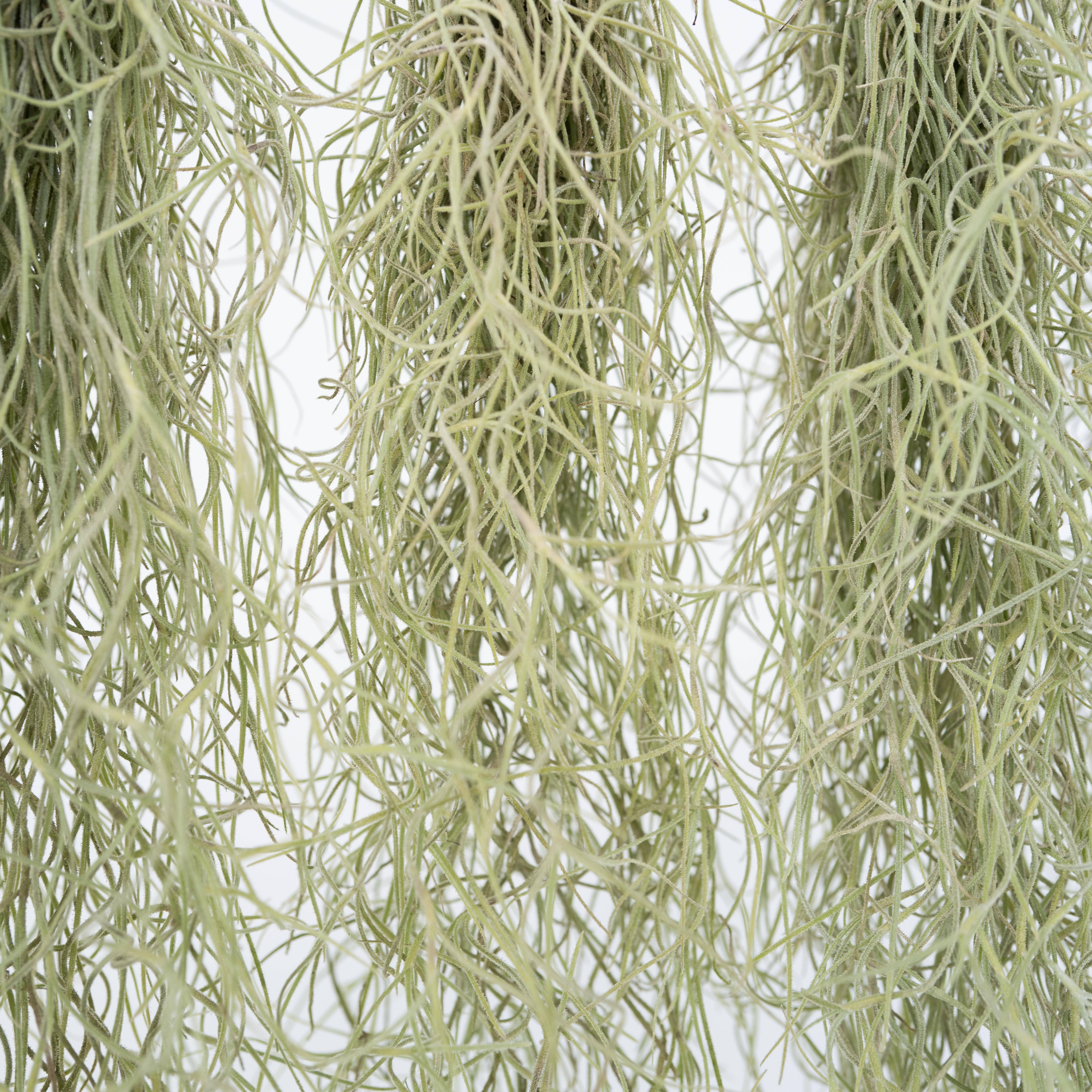Plant In A Box - Mousse espagnole - Set de 3 - Tillandsia usneoides - Hauteur 25-40cm - ⌀5cm - Image 4