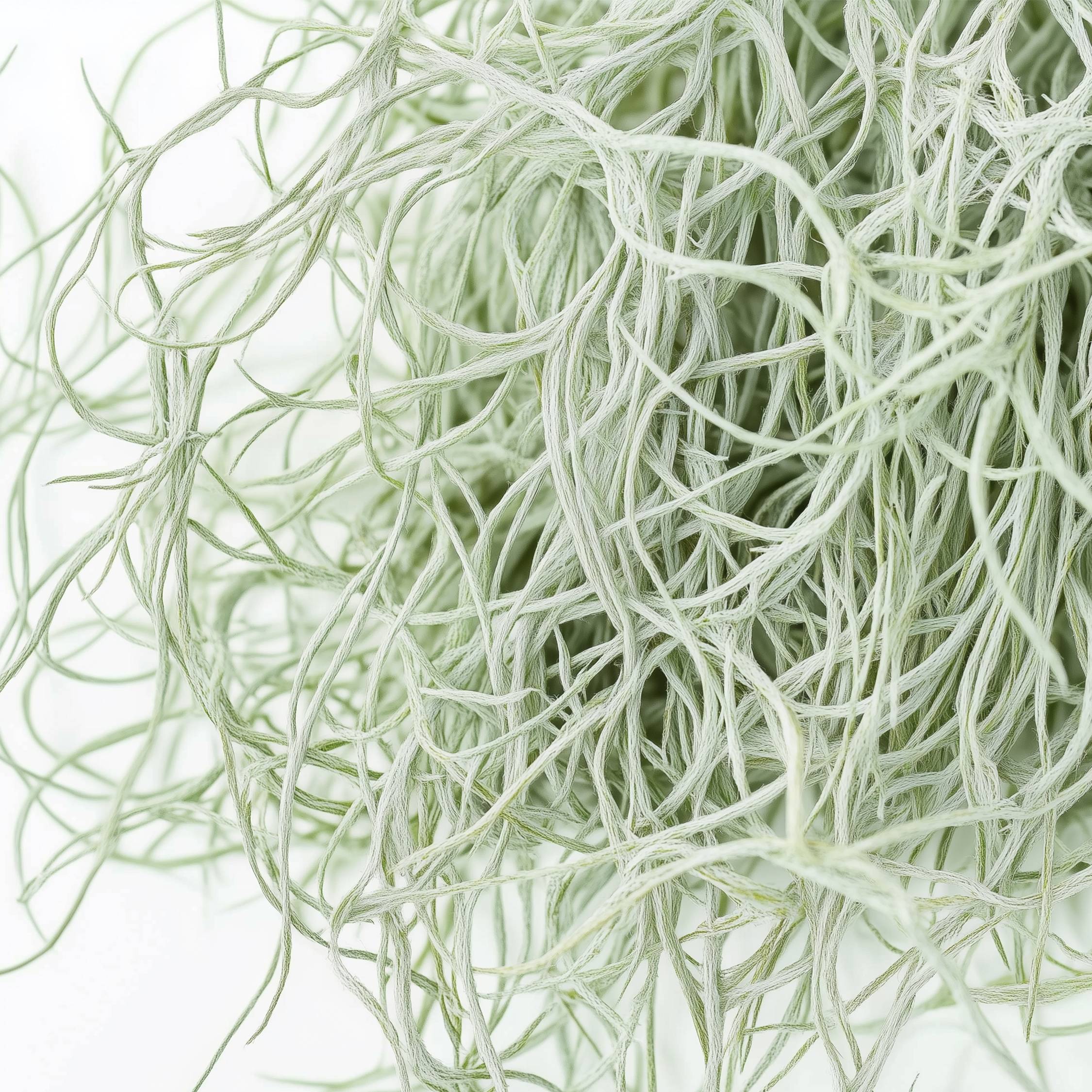 Plant In A Box - Mousse espagnole - Set de 3 - Tillandsia usneoides - Hauteur 25-40cm - ⌀5cm - Image 5