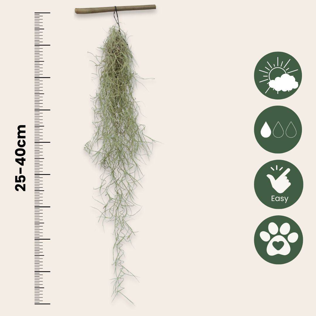 Plant In A Box - Mousse espagnole - Set de 3 - Tillandsia usneoides - Hauteur 25-40cm - ⌀5cm - Image 6