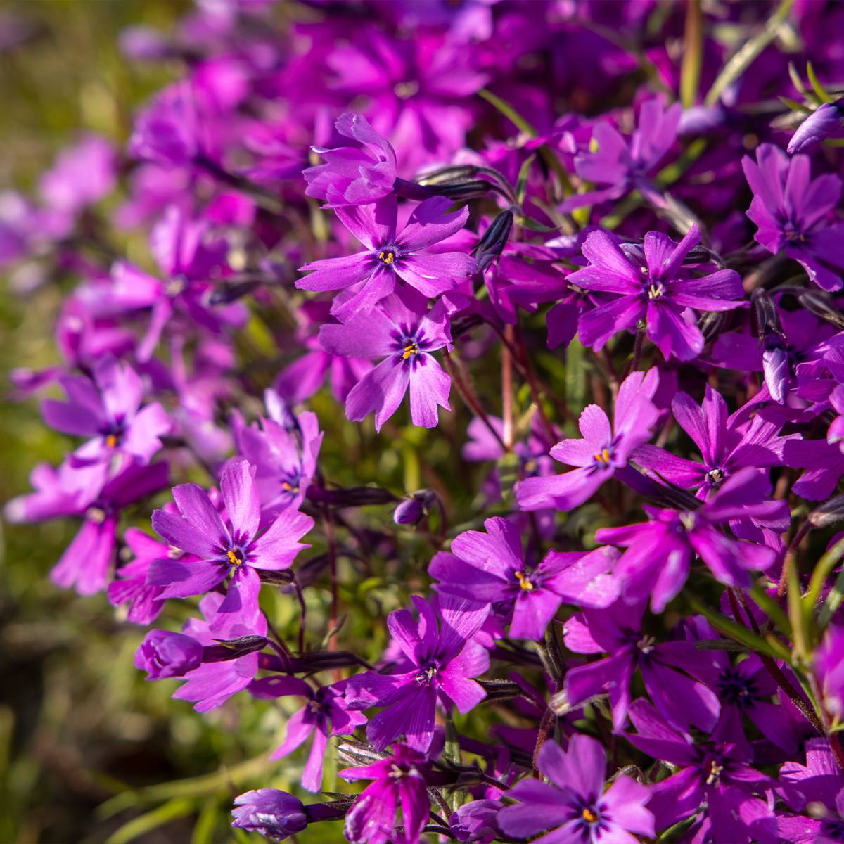 Promesse de Fleurs - Phlox subulata Atropurpurea - Phlox mousse Mini-motte Ø 3/4 cm (par 5)