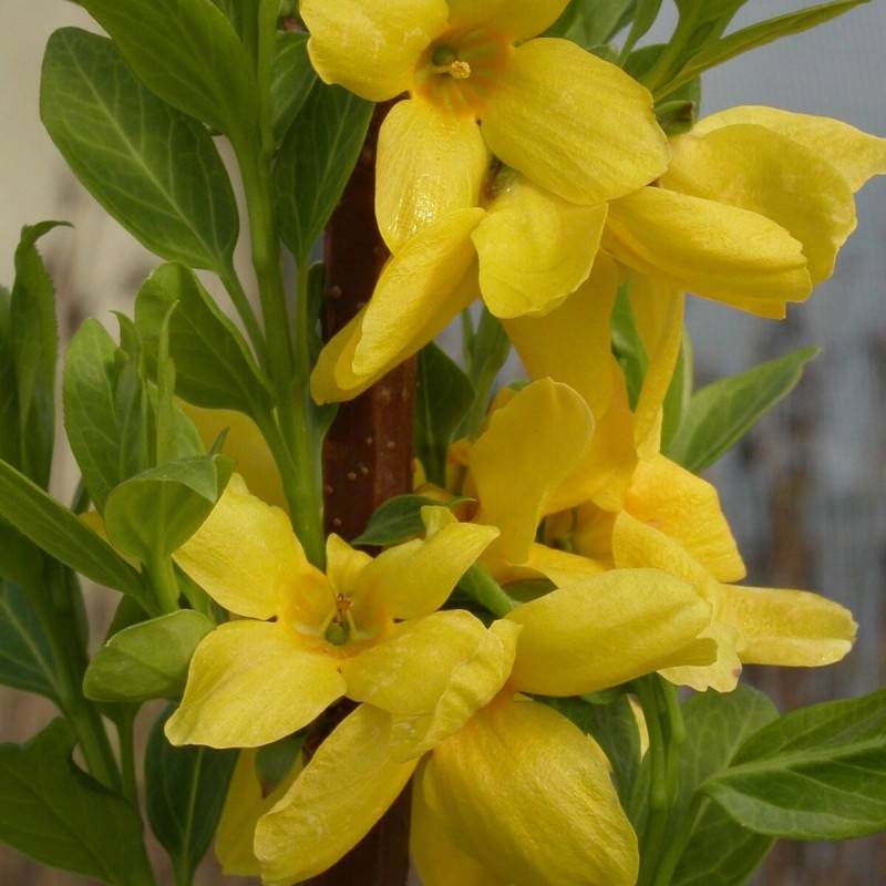 Forsythia Lynwood, Mimosa de Paris à fleurs Jaune/ - feuillage Caduc - Pot de 4L - 40/60 cm - Image 1