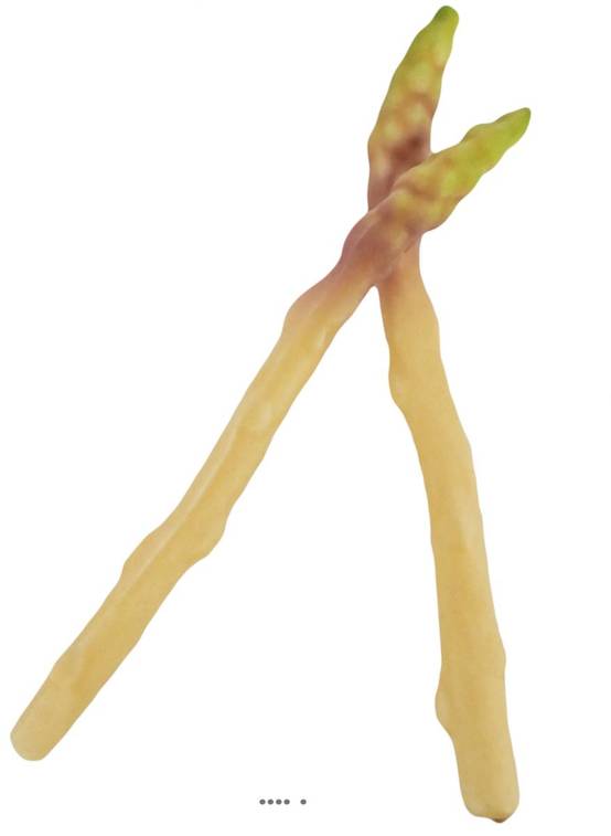 Asperge blanche artificielle superbe de réalisme L 24cm, D 2cm - Image 2