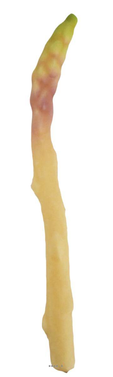 Asperge blanche artificielle superbe de réalisme L 24cm, D 2cm