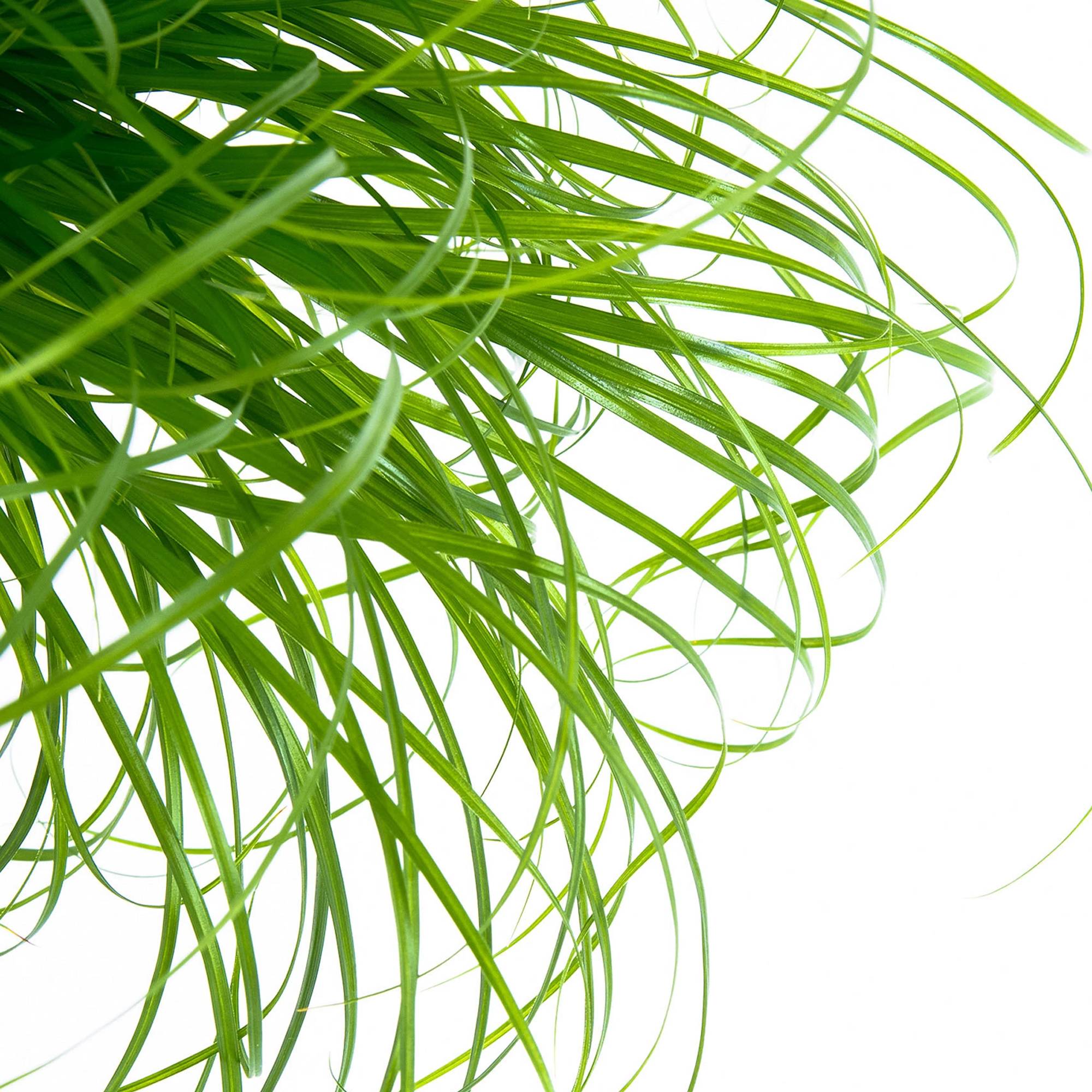 Gardenersdream - Cypérus Zumula - Herbe À Chat | Plante D'Intérieur Adaptée Aux Chats (20-30 Cm, Pot Inclus) - GardenersDream - Image 2