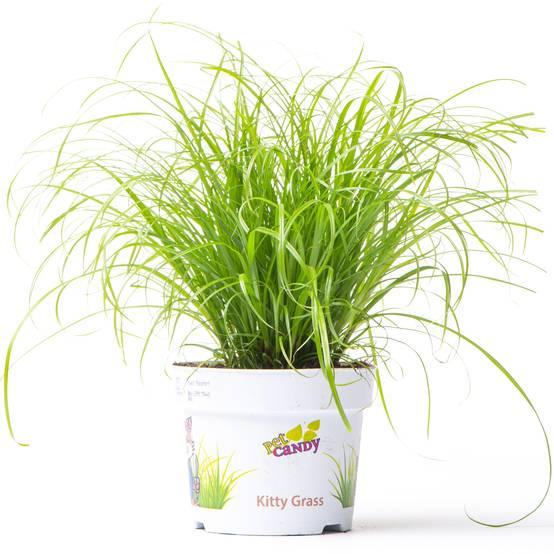 Gardenersdream - Cypérus Zumula - Herbe À Chat | Plante D'Intérieur Adaptée Aux Chats (20-30 Cm, Pot Inclus) - GardenersDream - Image 1