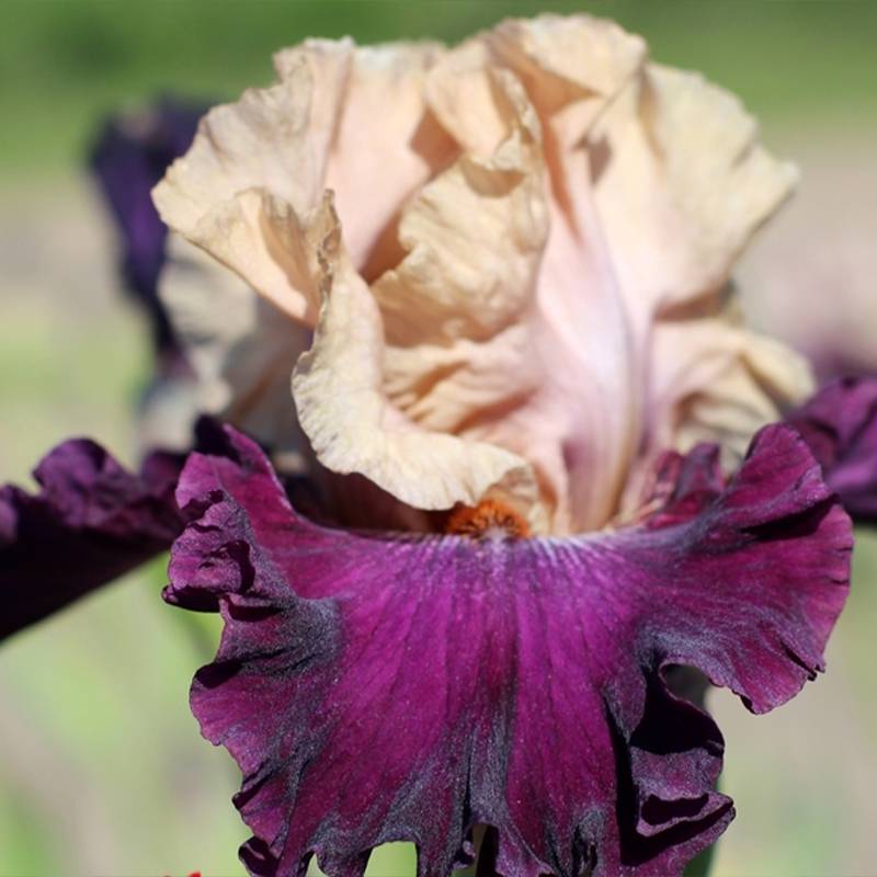 Promesse de Fleurs - Iris germanica Sacrée Gralée - Iris des Jardins Rhizome