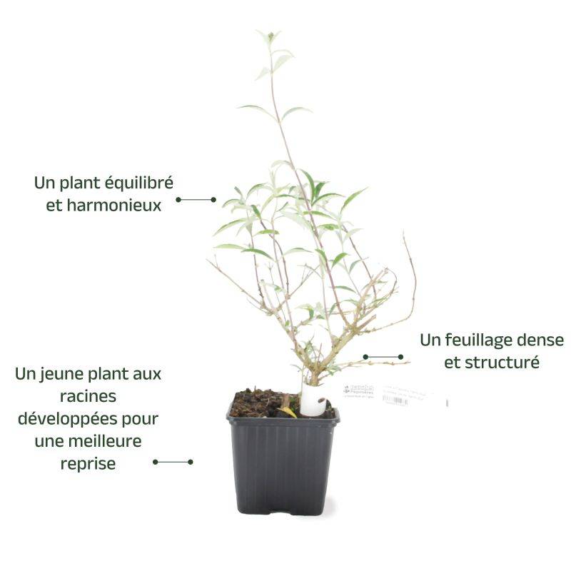 Arbre aux papillons 'Pink Delight' (Buddleja davidii 'Pink Delight') - Godet - Taille 20/40cm - Pépinières Naudet - Image 3