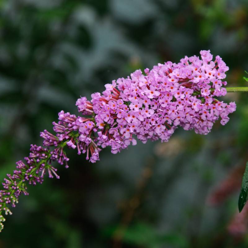 Arbre aux papillons 'Pink Delight' (Buddleja davidii 'Pink Delight') - Godet - Taille 20/40cm - Pépinières Naudet - Image 1