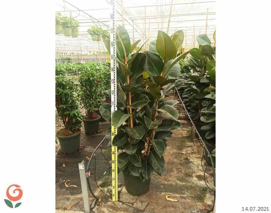 0 - Ficus elastica 'Robusta' (Caoutchouc) Pot de 25L- 125/150cm - Image 2