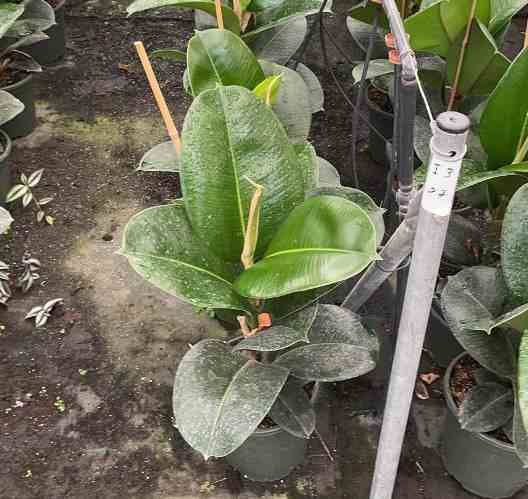 0 - Ficus elastica 'Robusta' (Caoutchouc) Pot de 25L- 125/150cm - Image 1
