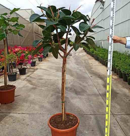 0 - Ficus elastica 'Robusta' (Caoutchouc) Pot de 25L- 125/150cm - Image 3